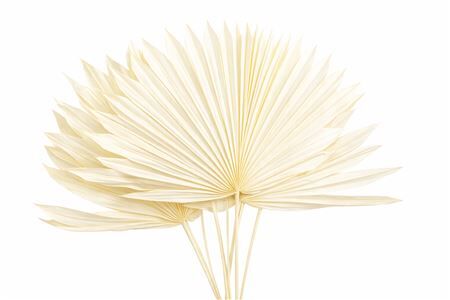 Dried Palm Sun 6pc Bleached Bunch