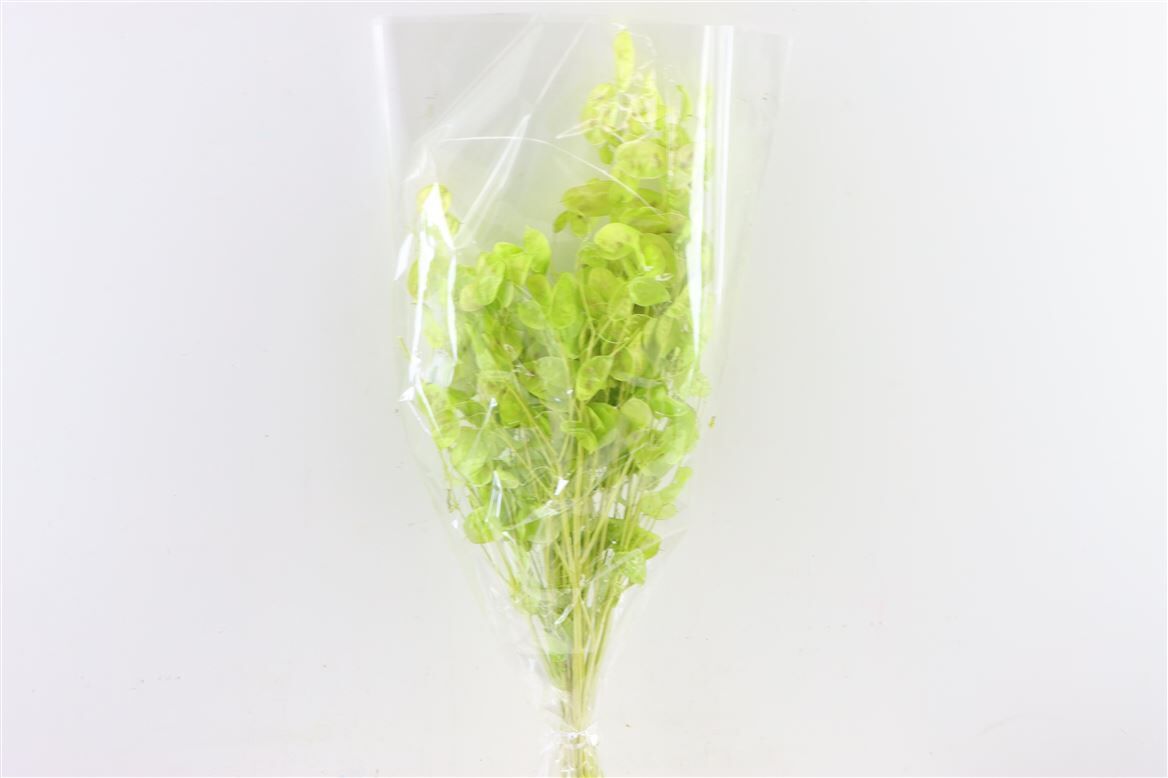 Dried Lunaria L Green Bunch Poly