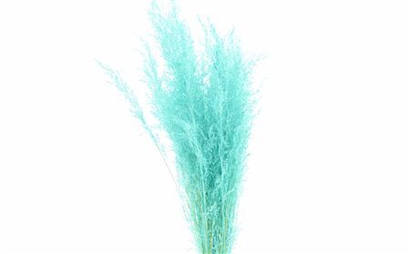 Dried Munni Grass Aqua Blue Bunch