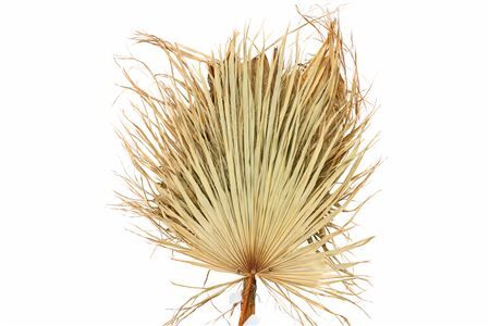 Dried Leaf Washington Super P Stem