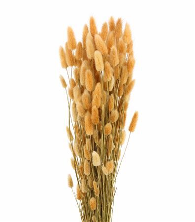 Dried Lagurus Natural Bunch 200gr