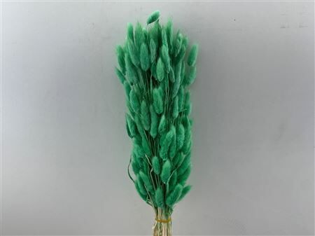 Dried Lagurus X5 Bl Mint Green Bunch