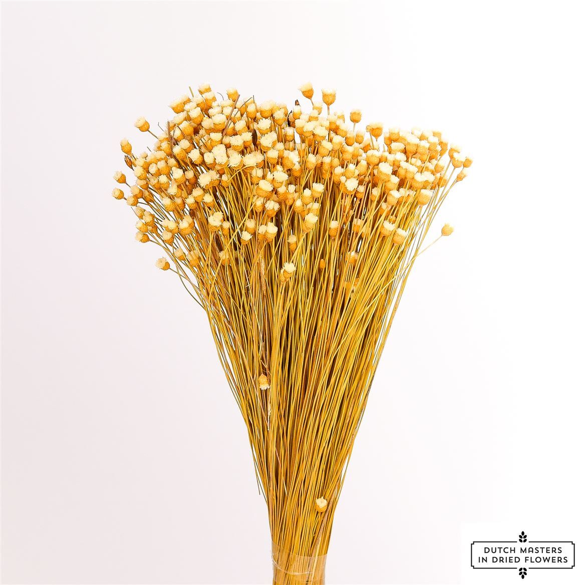 Dried Jazilda Natural Bunch