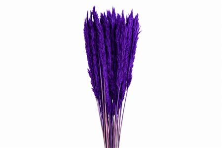 Dried Fluffy Pampas Purple Bunch