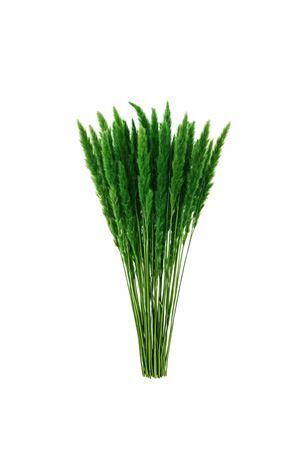 Dried Fluffy Pampas Moss Green Bunch