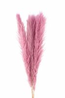 Dried Cortaderia Lao Grass Bleached L Pink P Stem