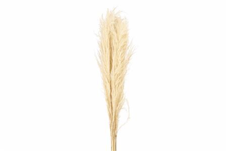 Dried Cortaderia 160cm Bleached (5pcs) Bunch
