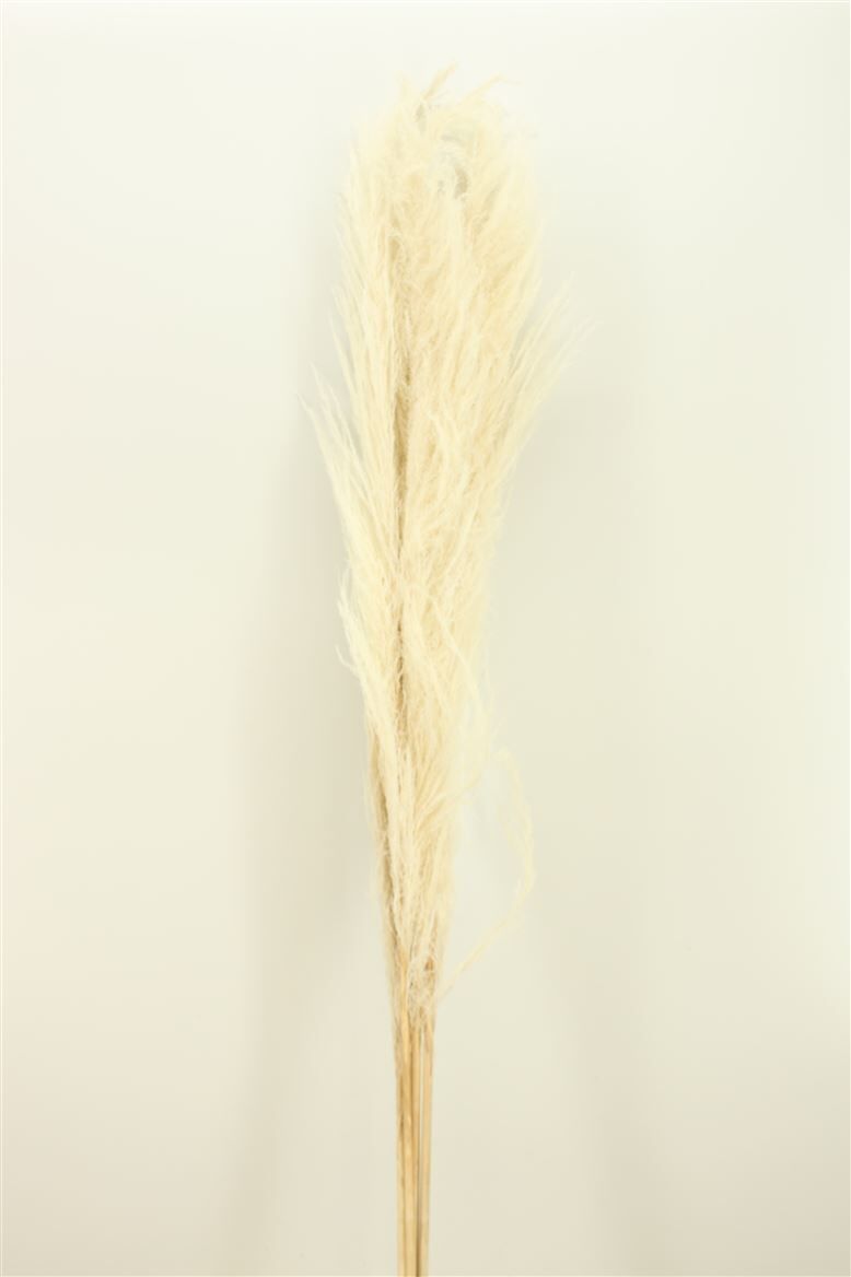 Dried Cortaderia 160cm Bleached (5pcs) Bunch