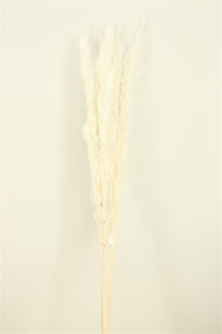 Dried Cortaderia Dadang 120cm Bleached Stem