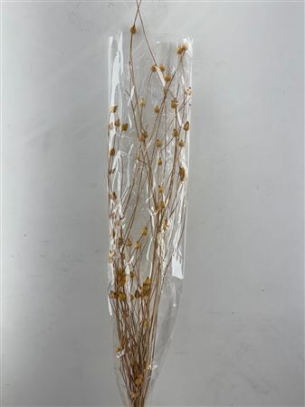 Dried Centaurea Natural Bunch Slv