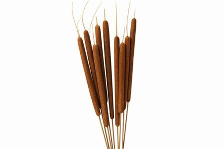 Dried Typha Natural 10pc Bunch