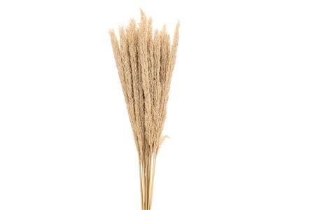 Dried Blady Grass Natural Bunch