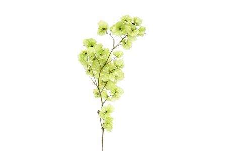 Dried Bougainvillea X5 L. Green Bunch