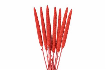 Dried Babala X5 10pc Cerise Bunch