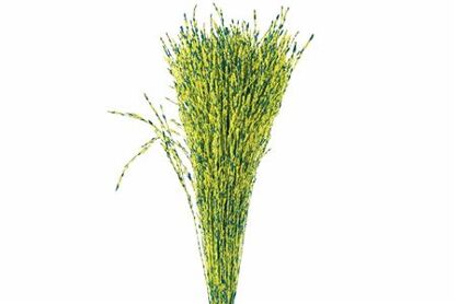 Dried Artz Rice Grass Van Gogh Bunch