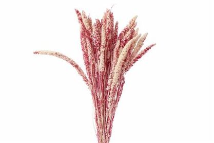 Dried Artz Setaria Rafael Bunch