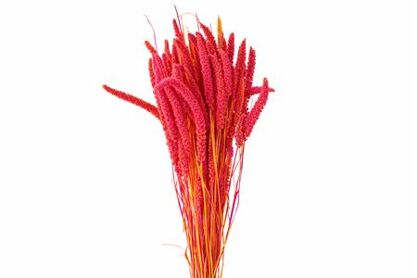 Dried Artz Setaria Dali Bunch