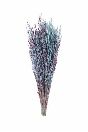 Dried Artz Rice Grass Rubens Bunch