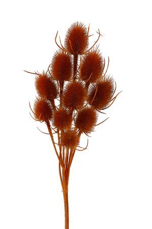 Dried Artz Cardistella Picasso Bunch