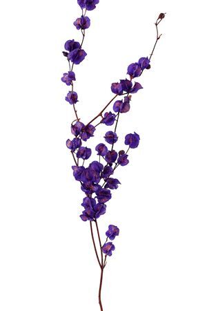 Dried Artz Bougainvillea Vermeer Bunch