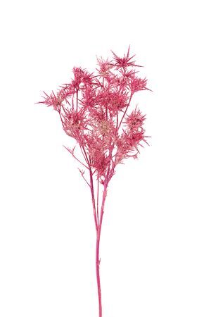 Dried Artz Cardi Rafael Bunch