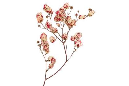Dried Artz Bougainvillea Rafael Bunch