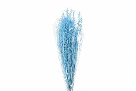 Pres Licopodium Long Baby Blue Bunch