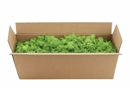 Mos Reindeer Moss May Green 450gr