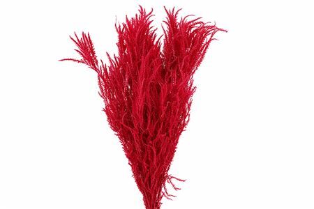 Pres Helecho Cerise Bunch