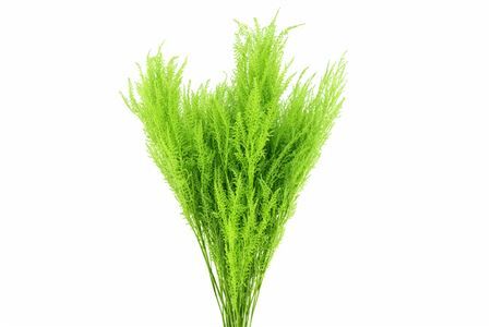 Pres Helecho Apple Green Bunch