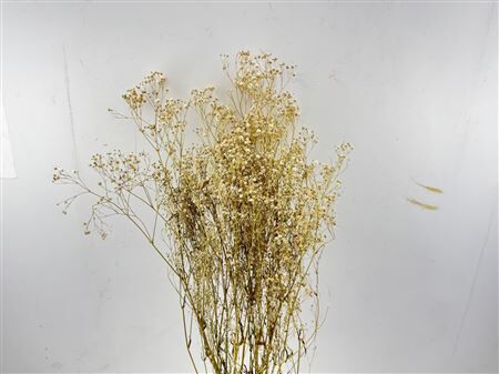 Dried Gyps Naturel Bunch