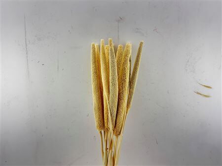 Dried Babala 10pc Bleached Bunch