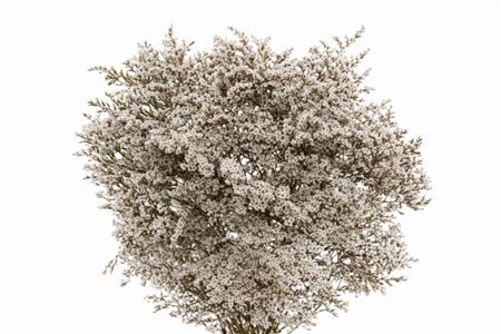 Dried Statice Tatarica Natural Pkg