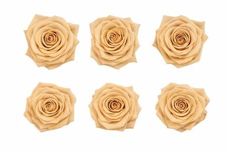 Ro Pres Classic Apricot