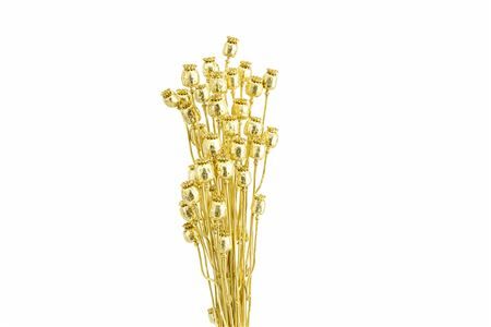 Dried Papaver Gold Bunch Slv