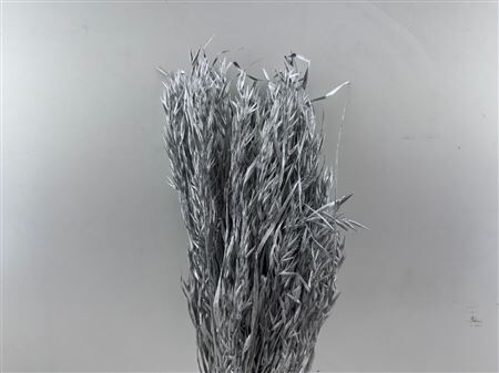 Dried Avena Silver Bunch