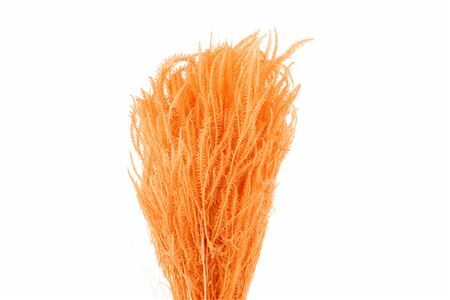 Pres Helecho X3 Salmon Bunch