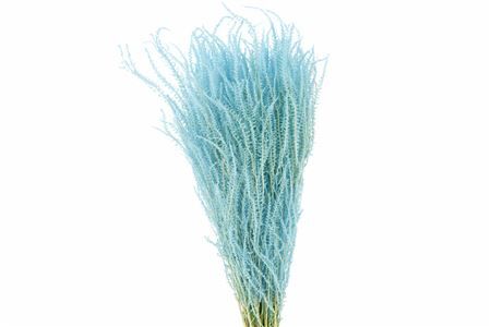 Pres Helecho Blue Bunch