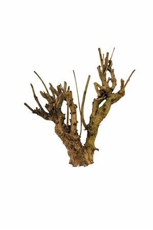 Seringenhout 40cm P/tk