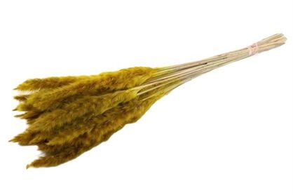 Dried Fluffy Pampas Yellow 20pcs Bunch