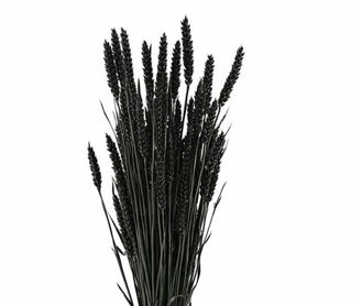 Dried Triticum X5 Black Bunch