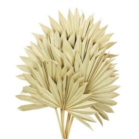 Dried Palm Sun 6pc Naturel Bunch