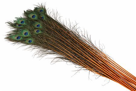 Feather Peacock Natural Orange L90-100