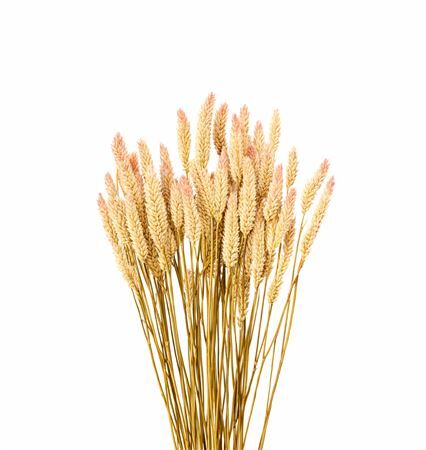 Dried Celosia Natural Bunch