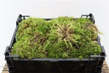 Moss Watermoss Plastic Tray