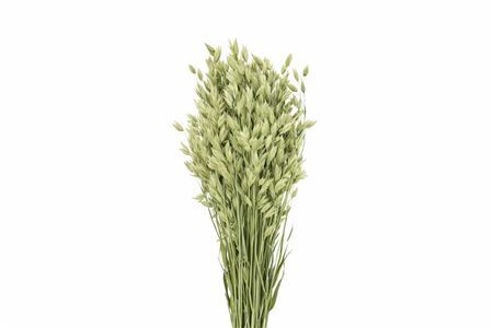 Dried Chasmantium Naturel Per Stem