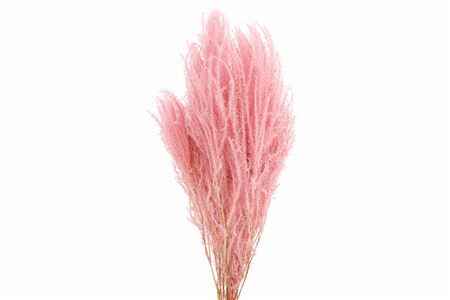 Pres Helecho Light Pink Bunch