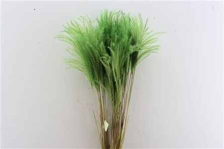 Dried Stipa Feather Apple Green P Stem