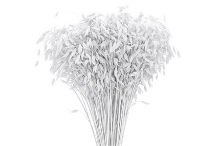 Dried Chasmantium White P Stem