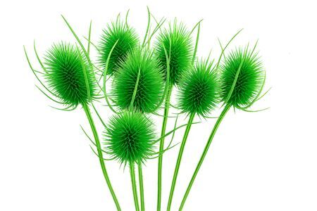 Dried Cardi Light Green Bunch